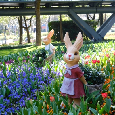 Explore tulips in full bloom across Shanghai