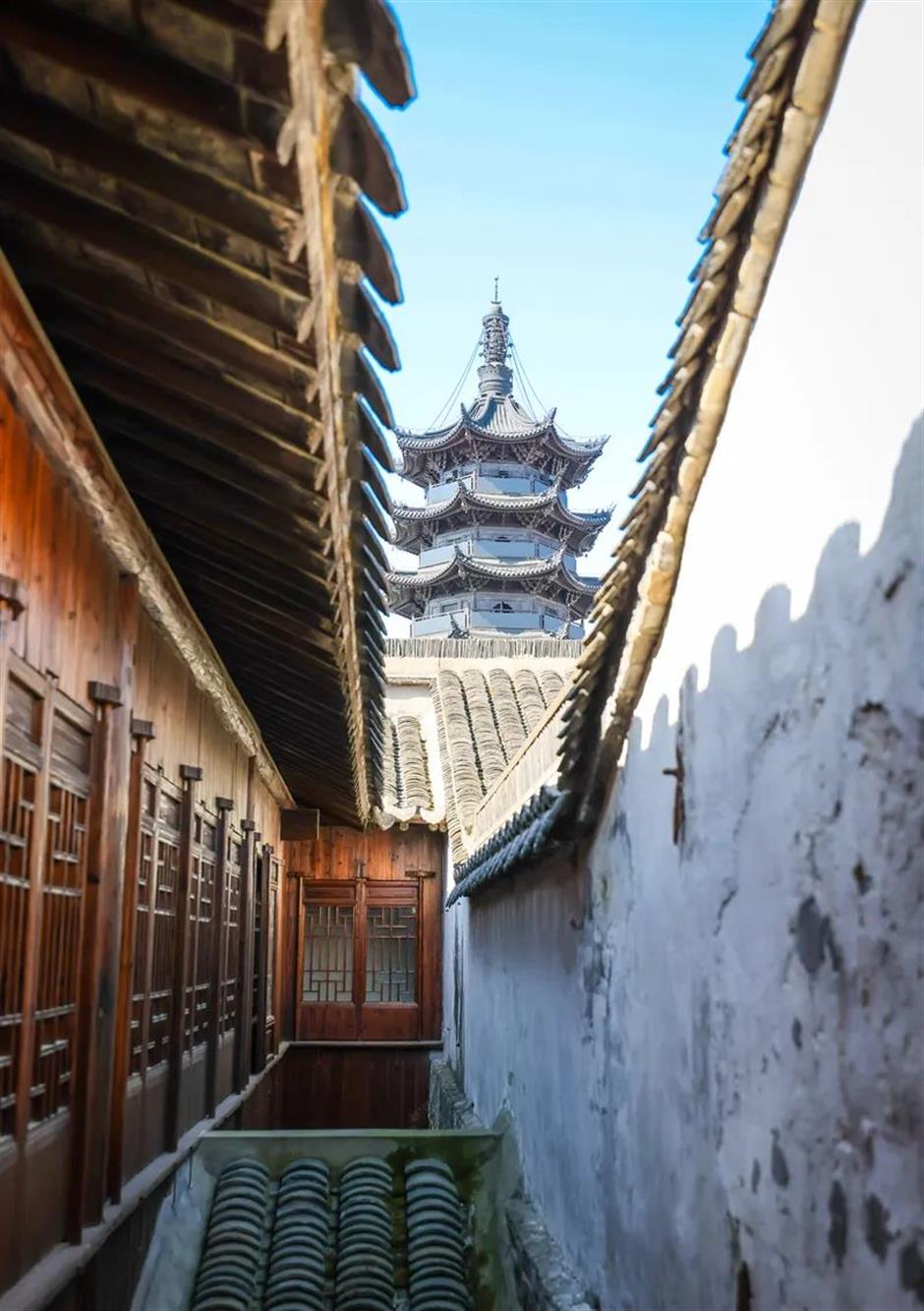 又一个春日顶流!金灿灿的它"上线"啦