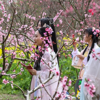 Shanghai Peach Blossom Festival is a sea of pink