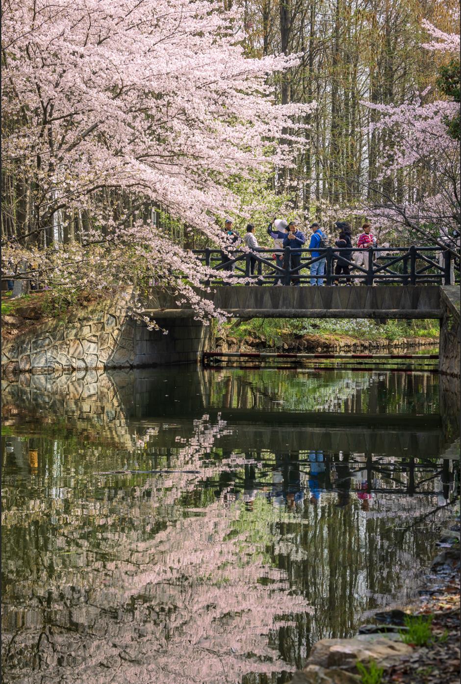 Shanghai Gongqing Forest Park blooms with spring color