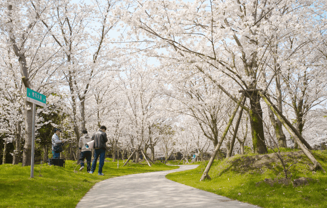 周末不止赏花!还可以徒步、骑行、放风筝……