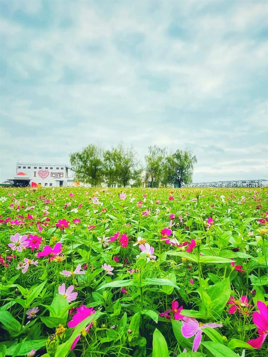 第一批上海市级乡村旅游重点村,宝山、嘉定这些地方上榜!