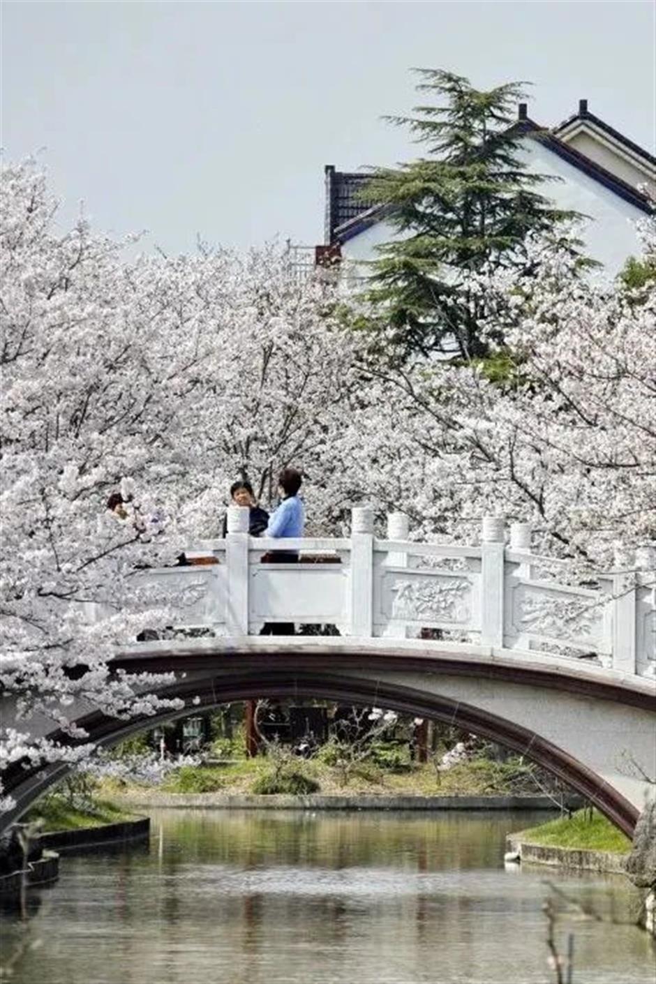 周末不止赏花!还可以徒步、骑行、放风筝……