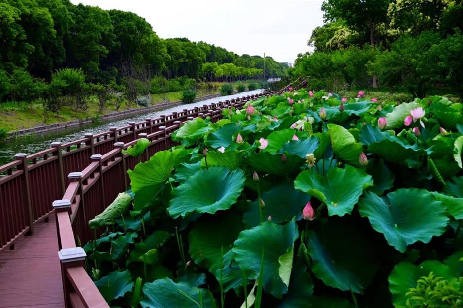 第一批上海市级乡村旅游重点村,宝山、嘉定这些地方上榜!