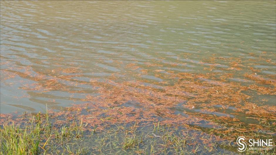 Wild Shanghai EP7: Houtan Wetland – a natural habitat for wildlife in downtown Shanghai