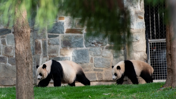 Giant pandas at U.S. Smithsonian's National Zoo all healthy, Chinese, U.S. experts say - Vimarsana News