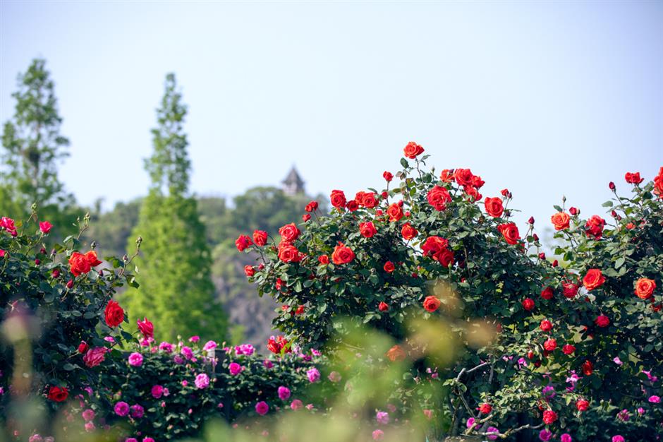 巨型花束、天使花墙、云雾花谷,五一假期这里繁花盛放!