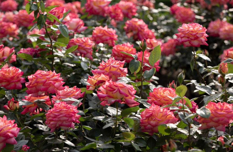 巨型花束、天使花墙、云雾花谷,五一假期这里繁花盛放!