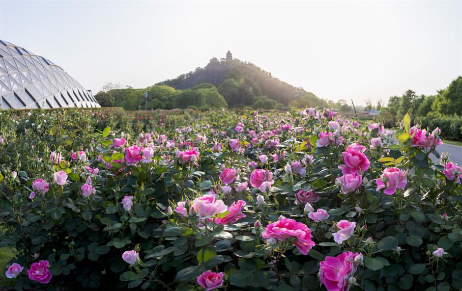 巨型花束、天使花墙、云雾花谷,五一假期这里繁花盛放!