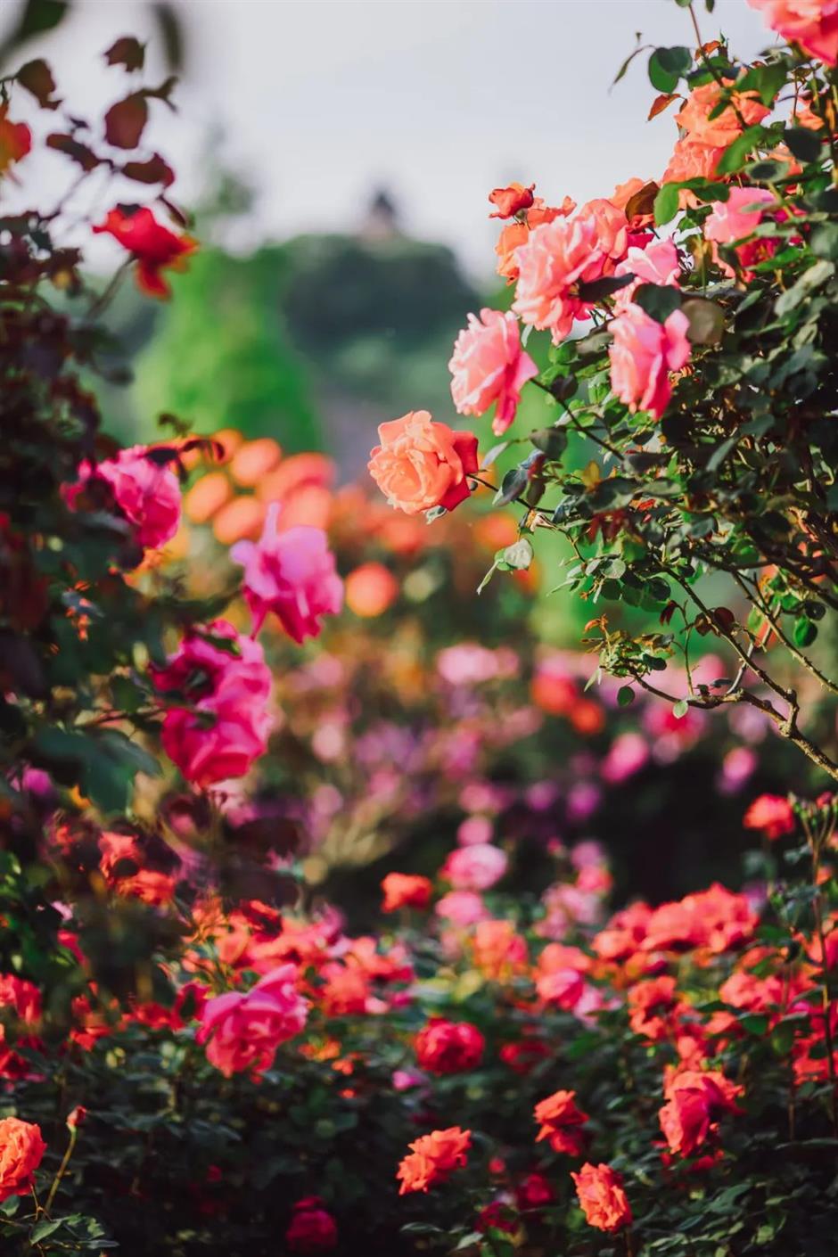 巨型花束、天使花墙、云雾花谷,五一假期这里繁花盛放!