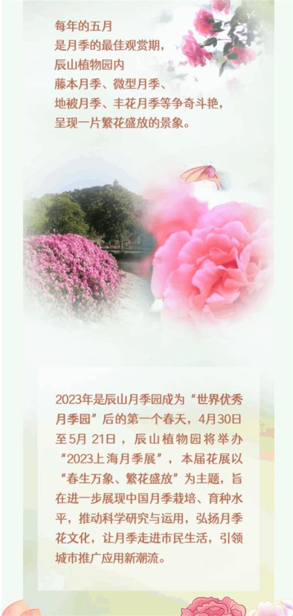 巨型花束、天使花墙、云雾花谷,五一假期这里繁花盛放!