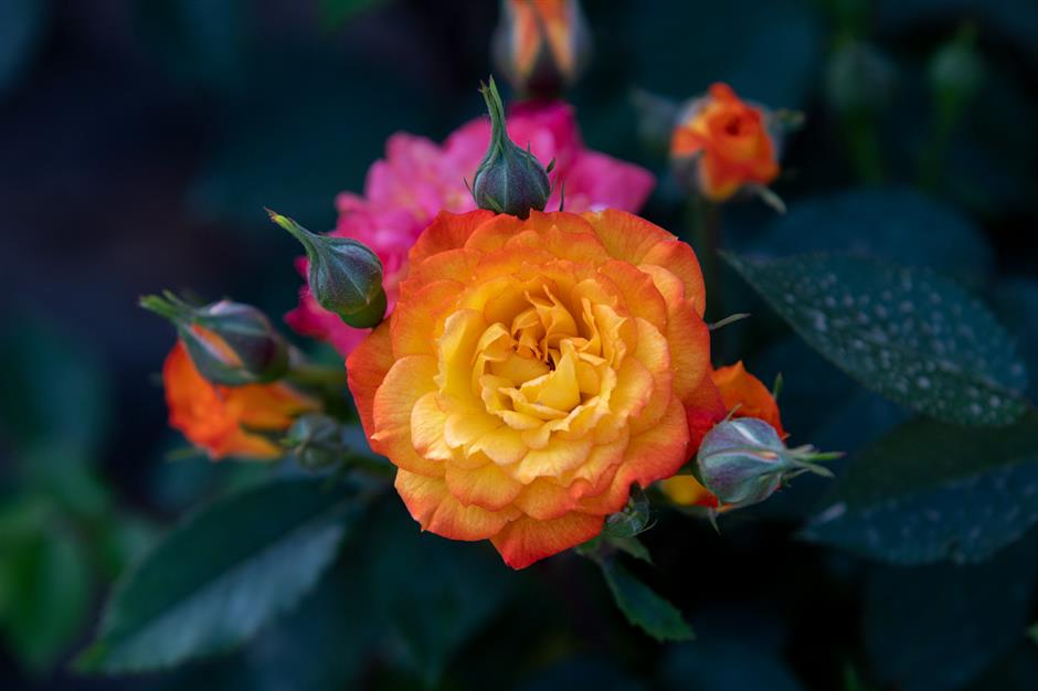 巨型花束、天使花墙、云雾花谷,五一假期这里繁花盛放!