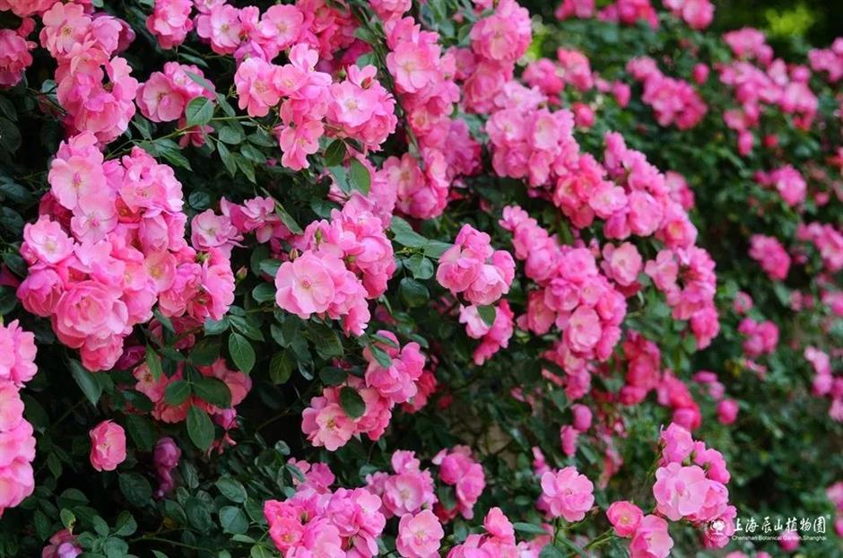 巨型花束、天使花墙、云雾花谷,五一假期这里繁花盛放!