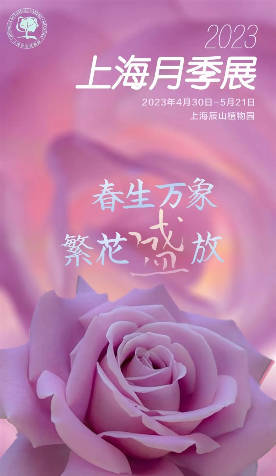 巨型花束、天使花墙、云雾花谷,五一假期这里繁花盛放!