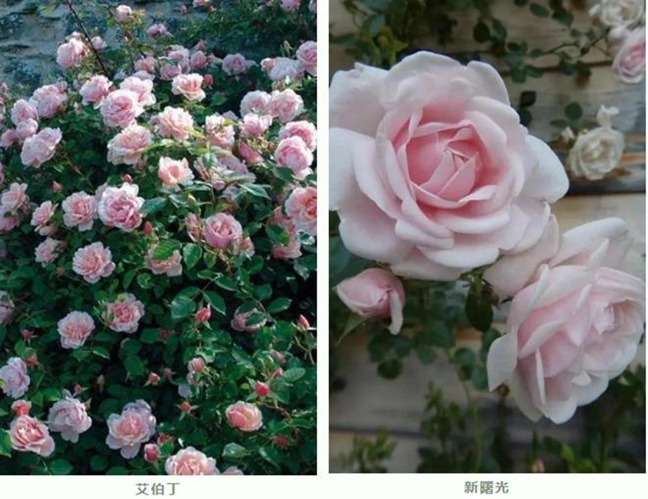 巨型花束、天使花墙、云雾花谷,五一假期这里繁花盛放!