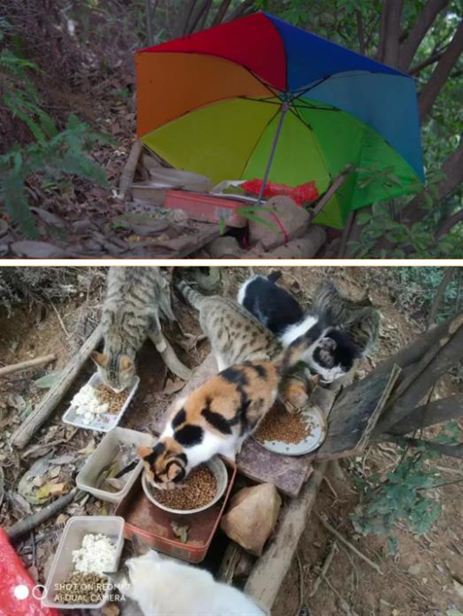 Meet Uncle Cat, a guardian of stray cats in Guangzhou