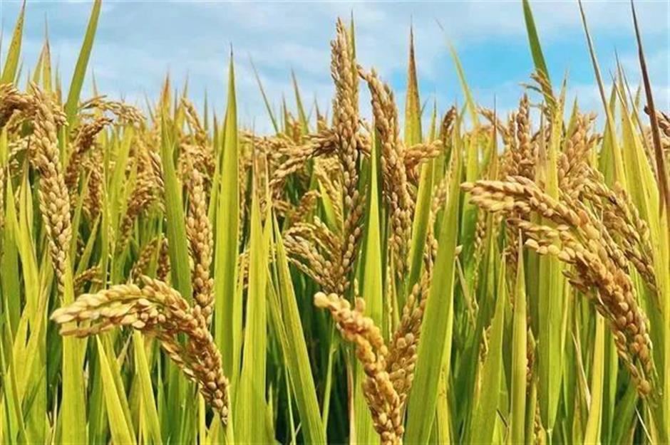 文旅部推荐!这些线路初夏也能体验