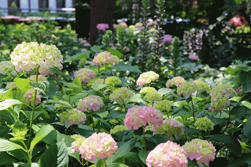 滬郊這裏有一場花之盛宴等你邂逅