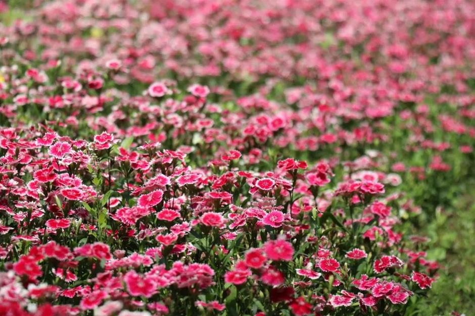 滬郊這裏有一場花之盛宴等你邂逅