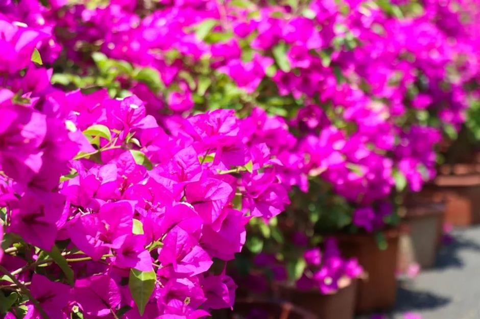 滬郊這裏有一場花之盛宴等你邂逅