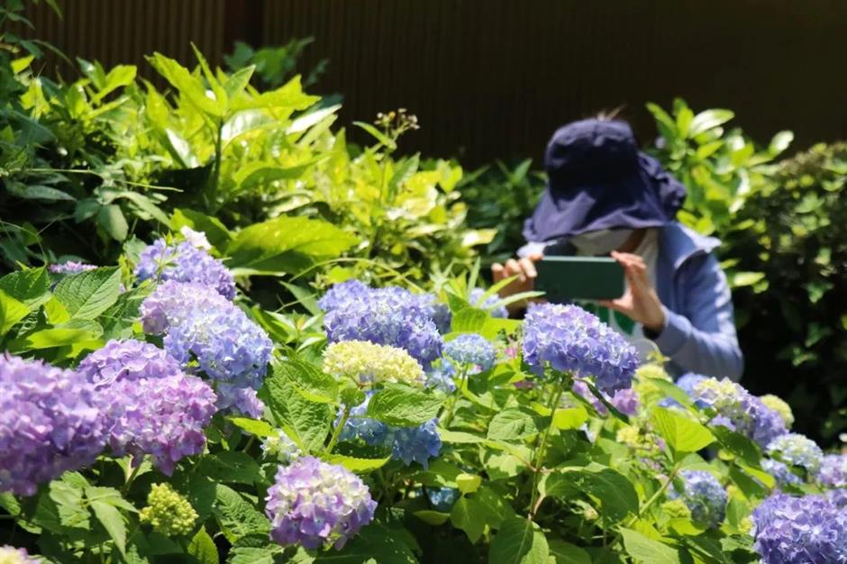 滬郊這裏有一場花之盛宴等你邂逅