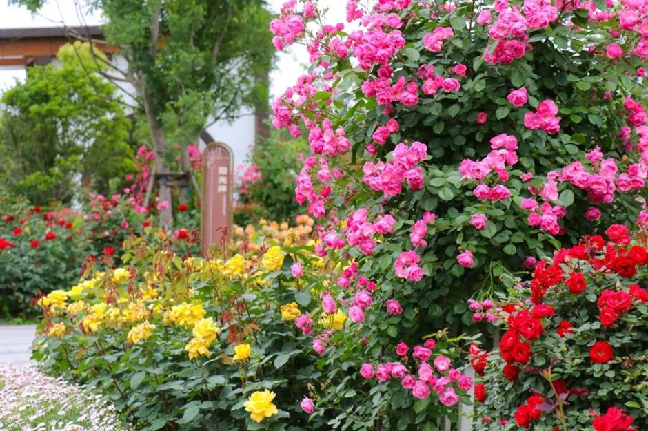 滬郊這裏有一場花之盛宴等你邂逅