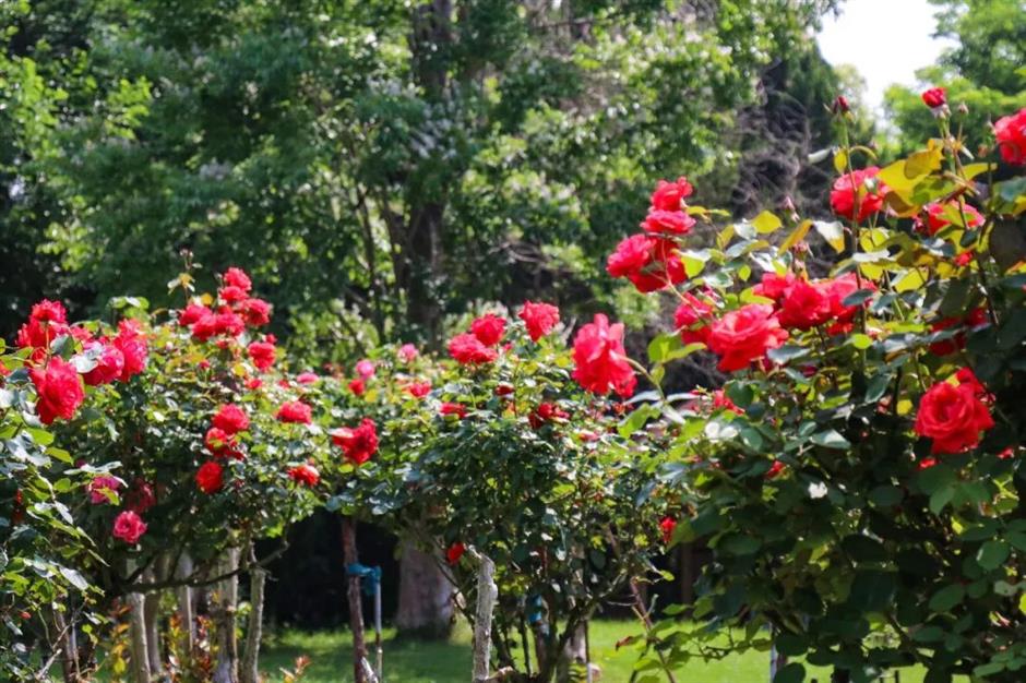 滬郊這裏有一場花之盛宴等你邂逅