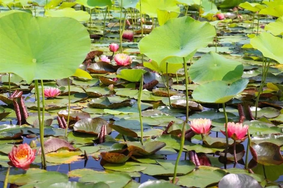 滬郊這裏有一場花之盛宴等你邂逅