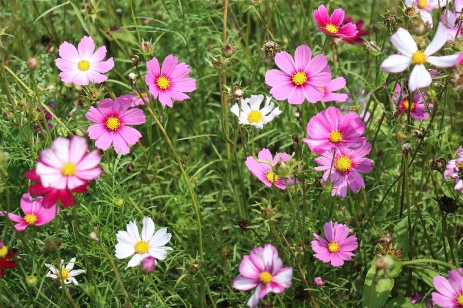滬郊這裏有一場花之盛宴等你邂逅