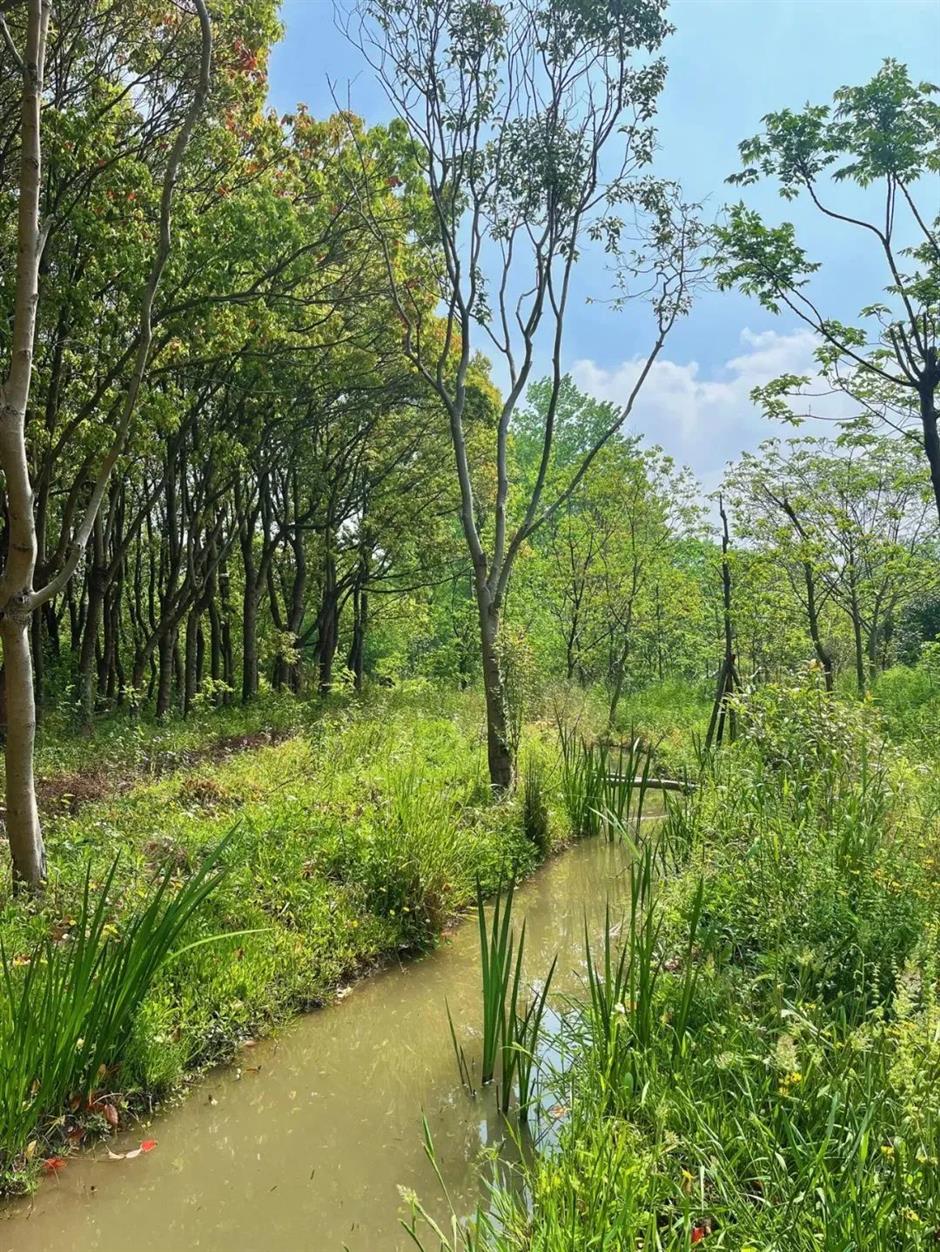浦江郊野公園5.3公裏濱江岸線貫通!沿途打卡指南來了