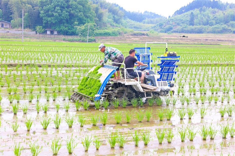 Shanghai participates in hybrid rice project that improves yields