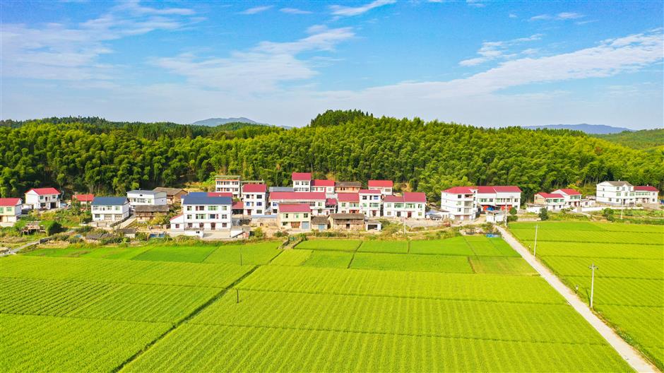 Shanghai participates in hybrid rice project that improves yields