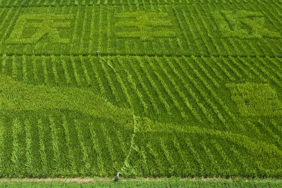 Shanghai participates in hybrid rice project that improves yields