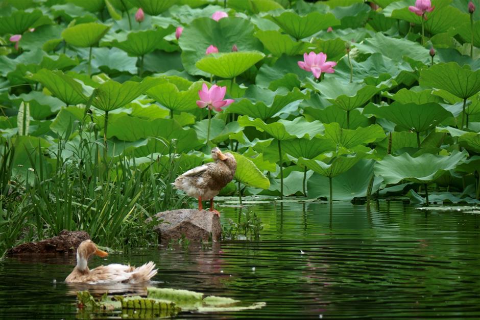 Head to Guyi Garden for a stunning display of lotus and water lilies
