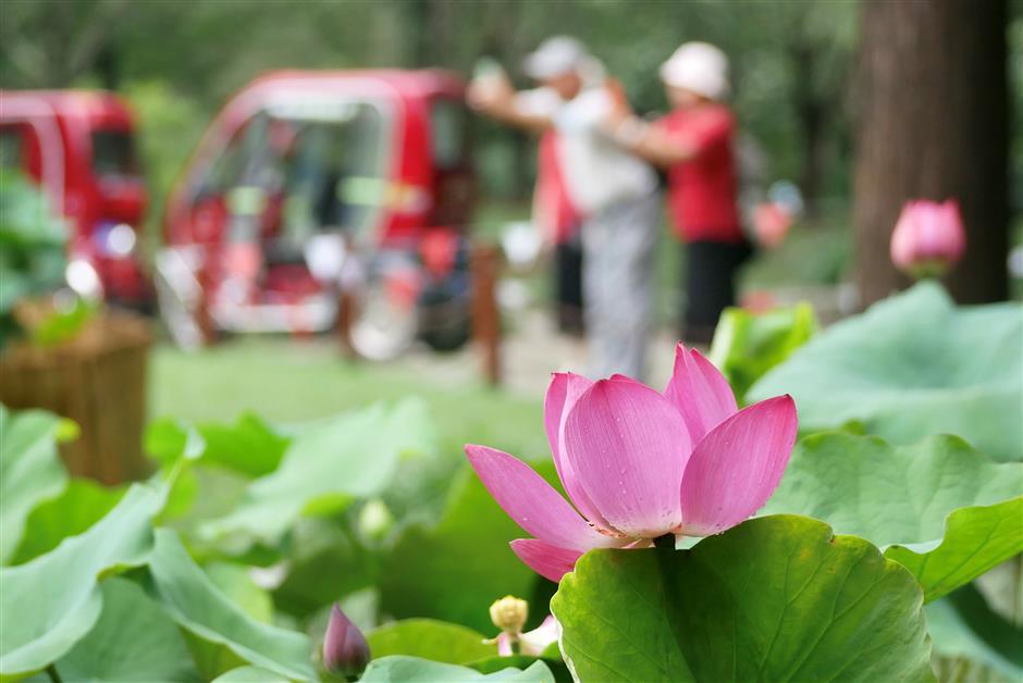 Head to Guyi Garden for a stunning display of lotus and water lilies