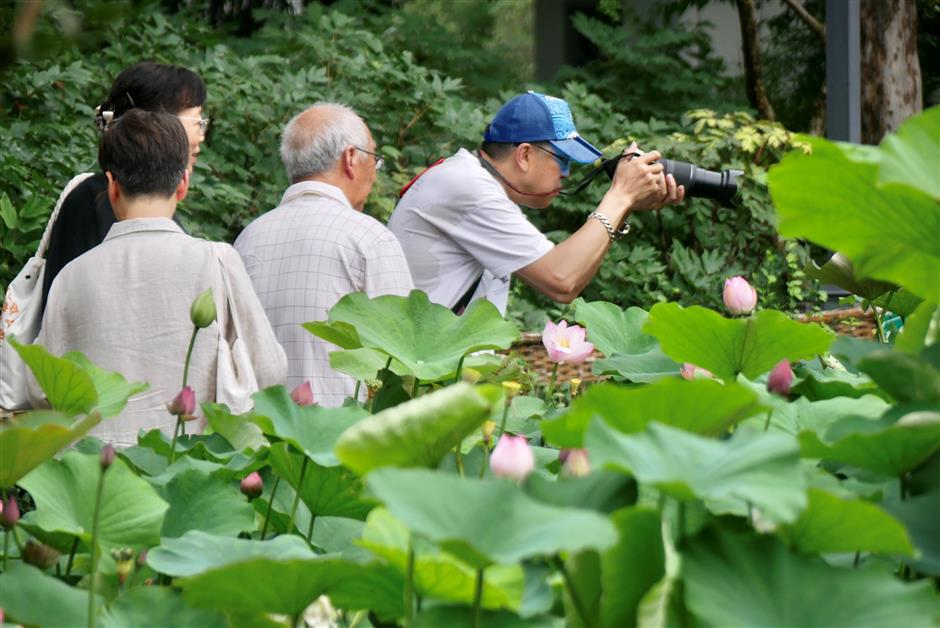 Head to Guyi Garden for a stunning display of lotus and water lilies