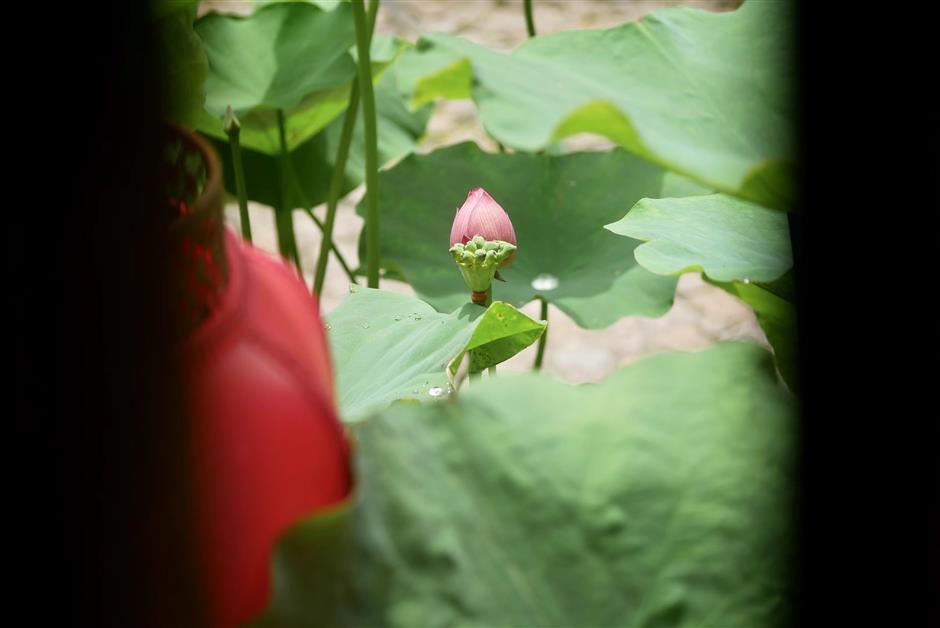 Head to Guyi Garden for a stunning display of lotus and water lilies