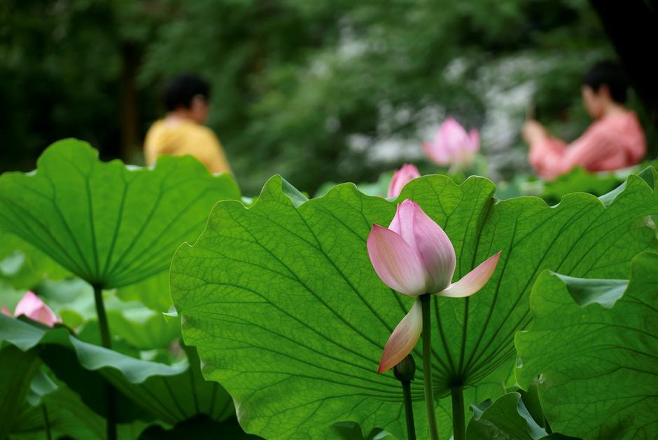 Head to Guyi Garden for a stunning display of lotus and water lilies