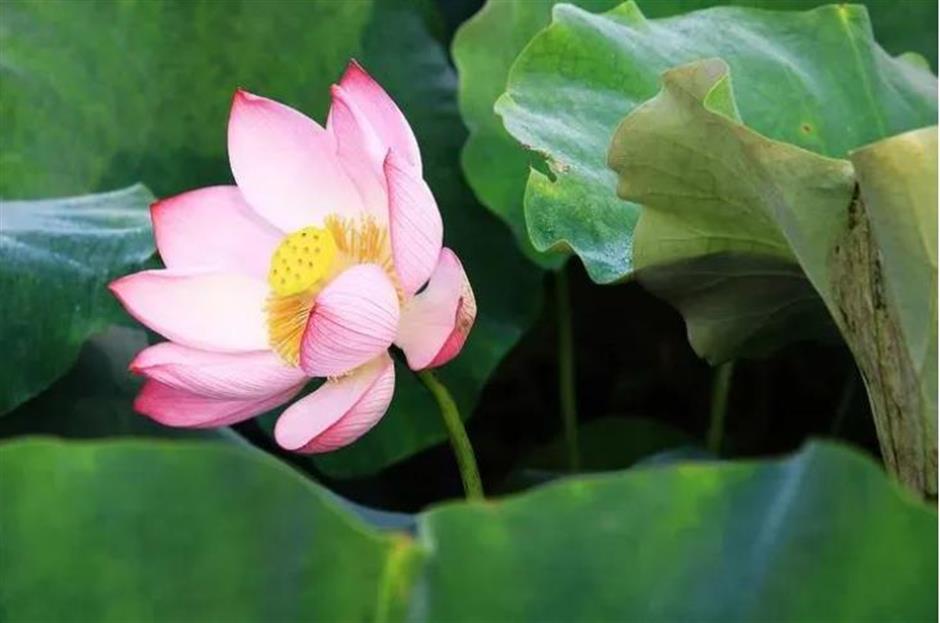 節氣之美 | 晝晷已雲極,宵漏自此長