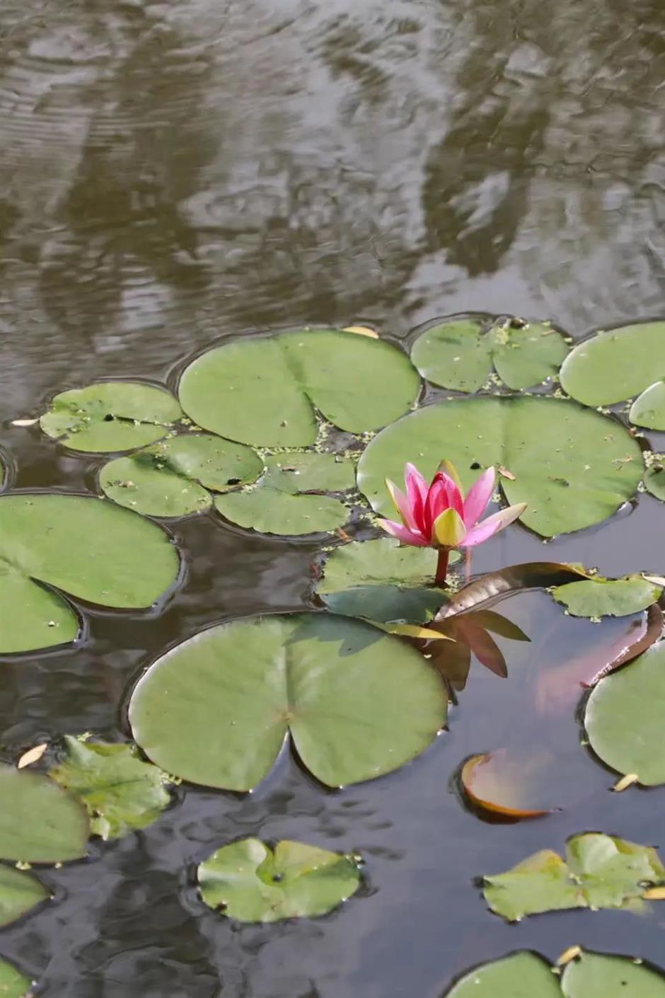 莫奈画笔下的睡莲花园,宝山就有!
