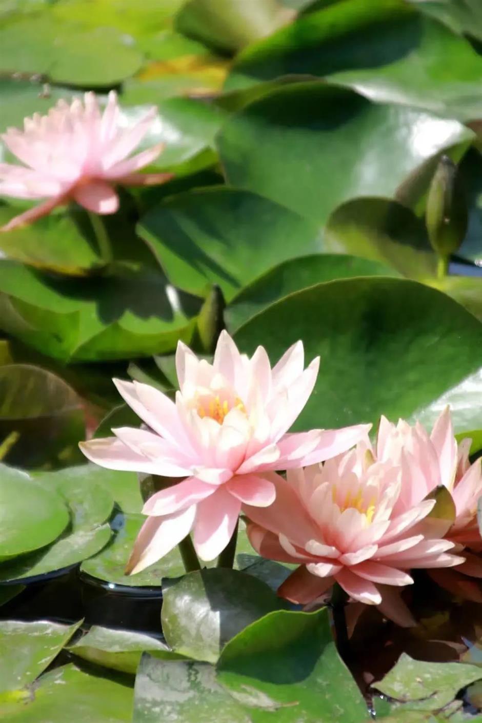 莫奈画笔下的睡莲花园,宝山就有!