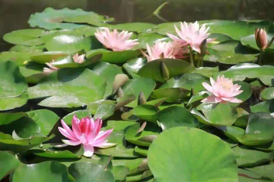 莫奈画笔下的睡莲花园,宝山就有!