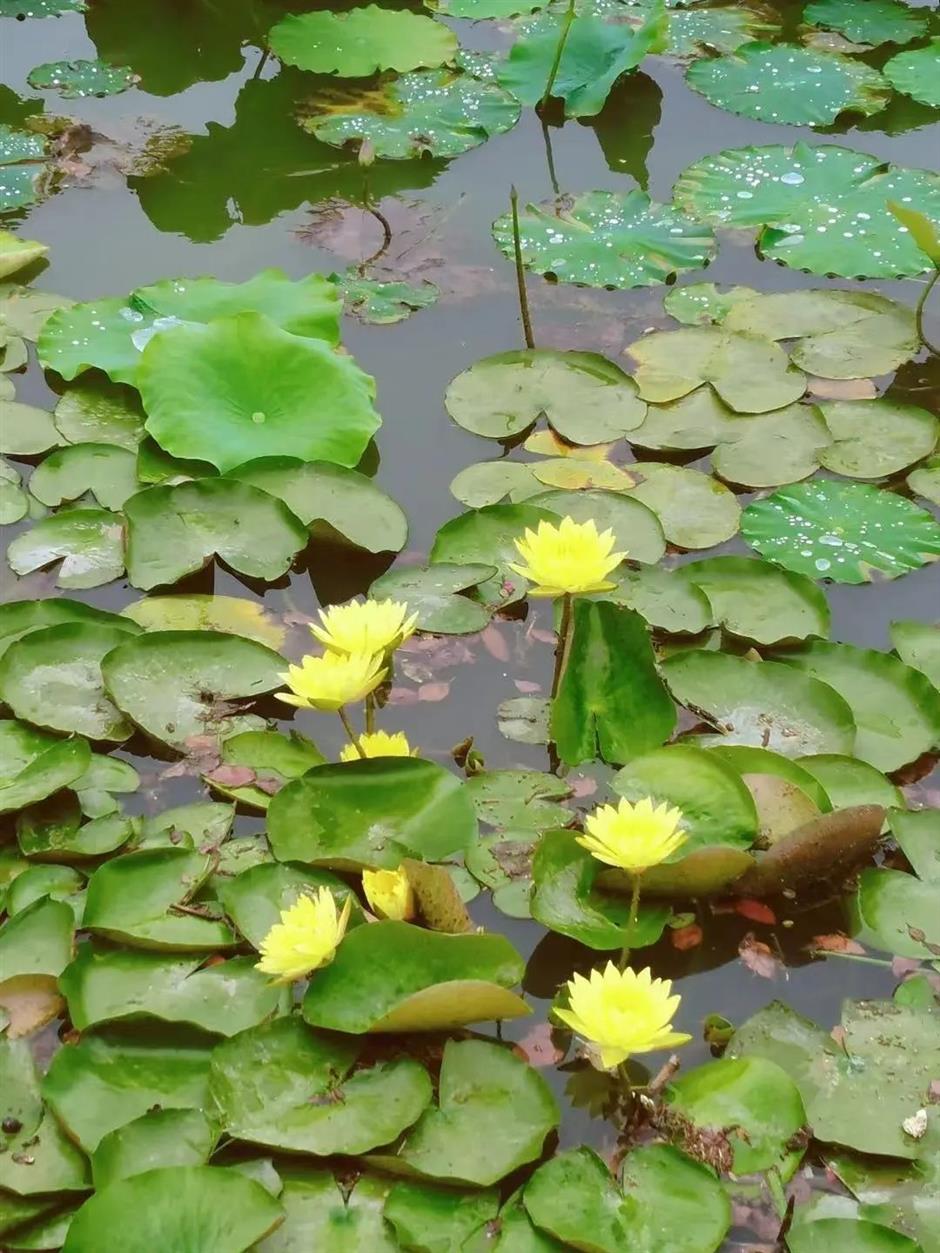莫奈画笔下的睡莲花园,宝山就有!
