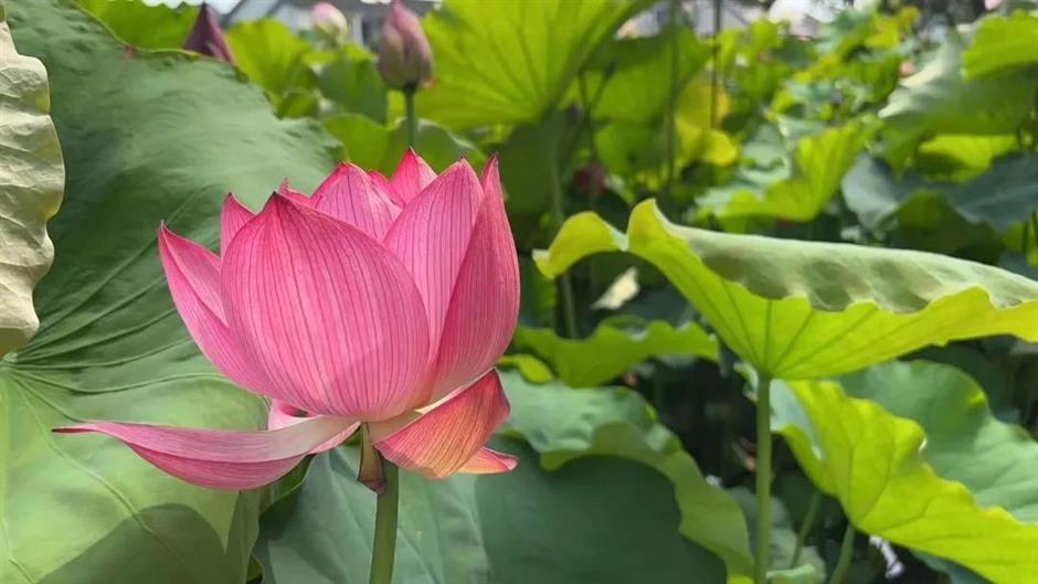 上海夏日避暑,首选绿意葱茏的郊野公园