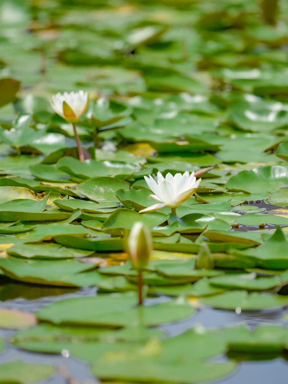 莫奈画笔下的睡莲花园,宝山就有!