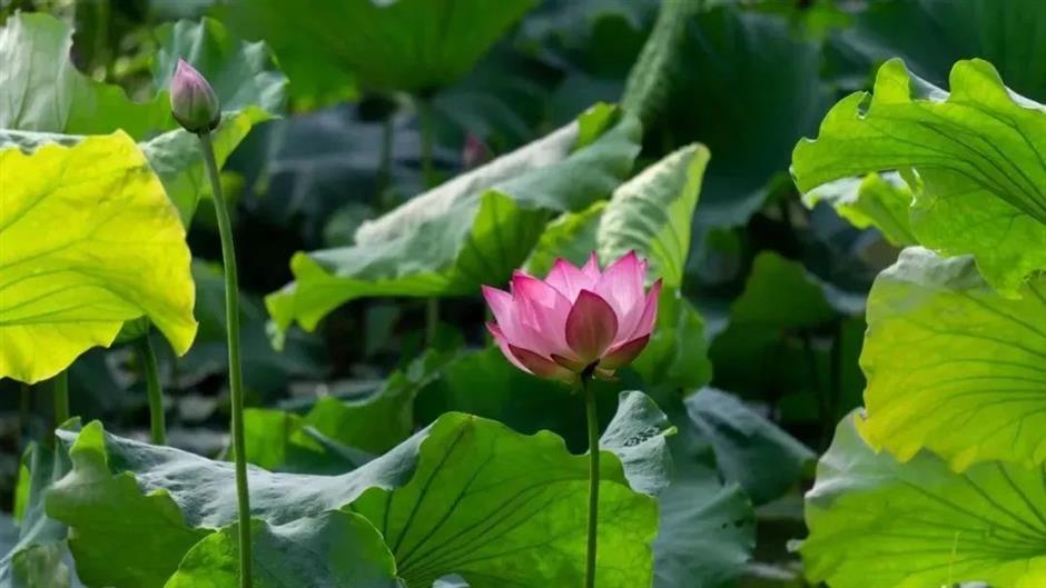 上海夏日避暑,首选绿意葱茏的郊野公园