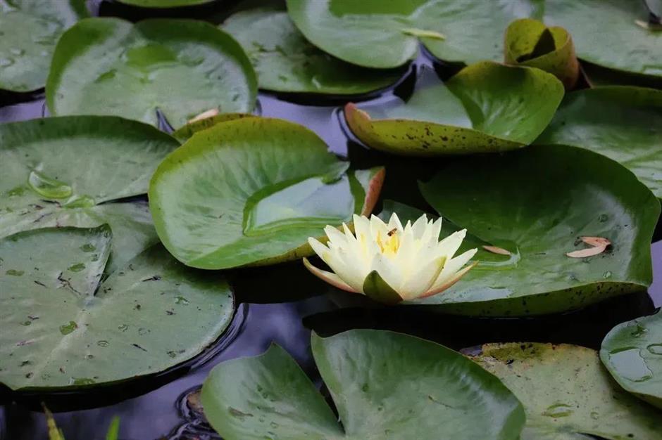 莫奈画笔下的睡莲花园,宝山就有!