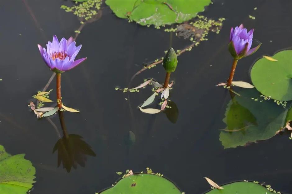 莫奈画笔下的睡莲花园,宝山就有!