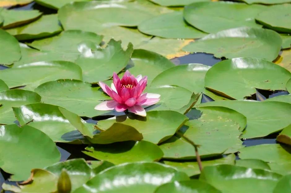 莫奈画笔下的睡莲花园,宝山就有!