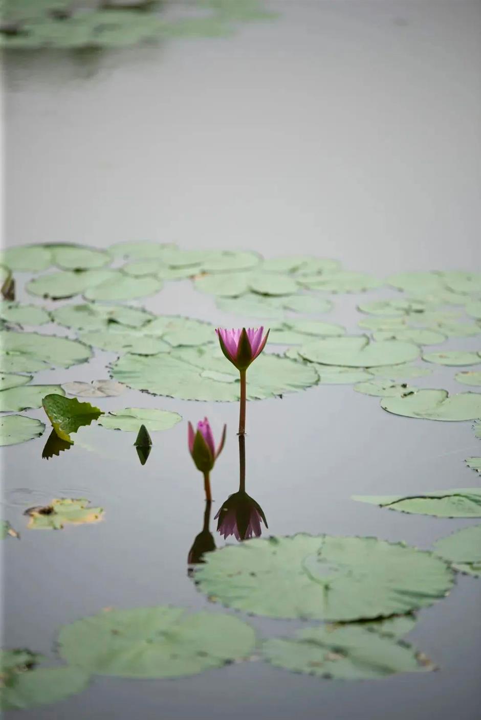 莫奈画笔下的睡莲花园,宝山就有!